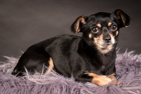 Foster Pansy-9431