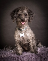 Foster Mokey-1306