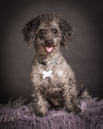 Foster Mokey-1306