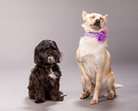 Maggie and Henry-7133