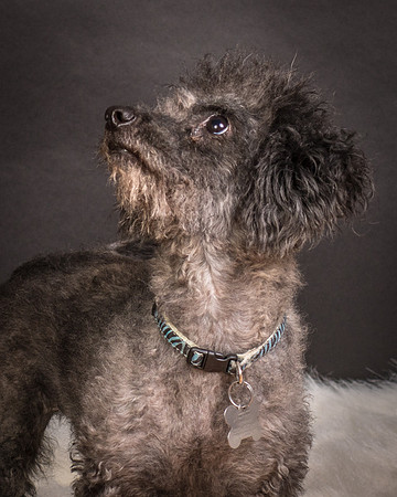 Foster Mokey-1828