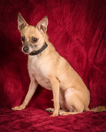 Foster Kiwi-8373
