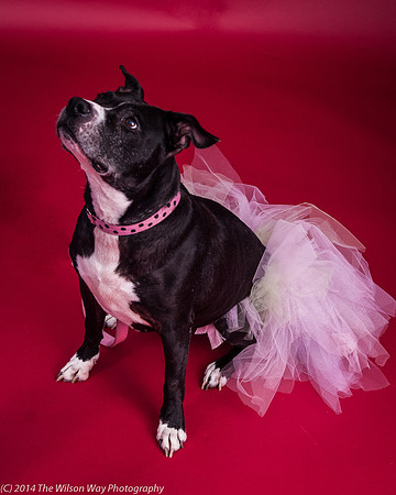 Molly-5794