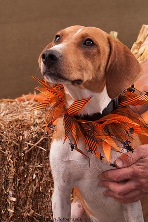 Foster Frankie-7385