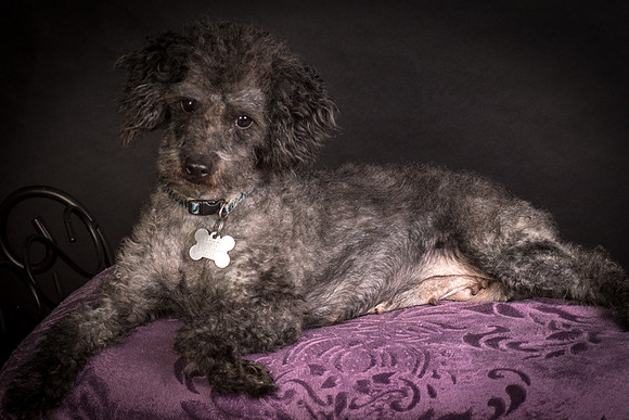 Foster Mokey-1496