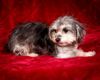 Foster Alex-6164