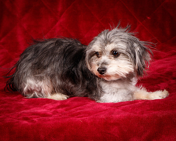 Foster Alex-6164