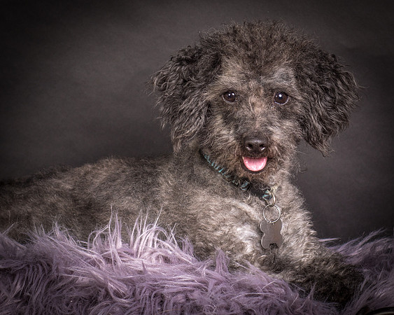 Foster Mokey-1381