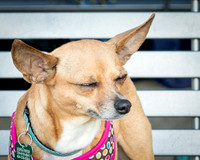 Foster Metta-9842