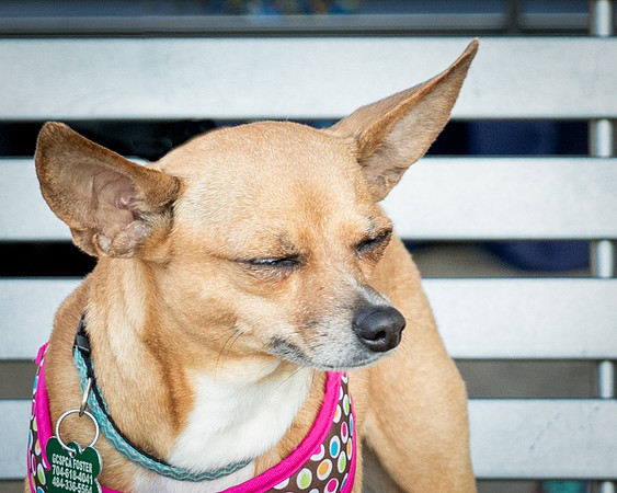 Foster Metta-9842