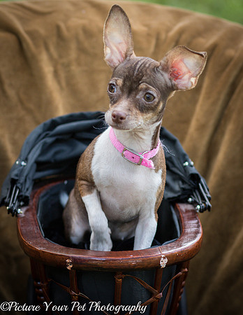 Foster Joanie-3786