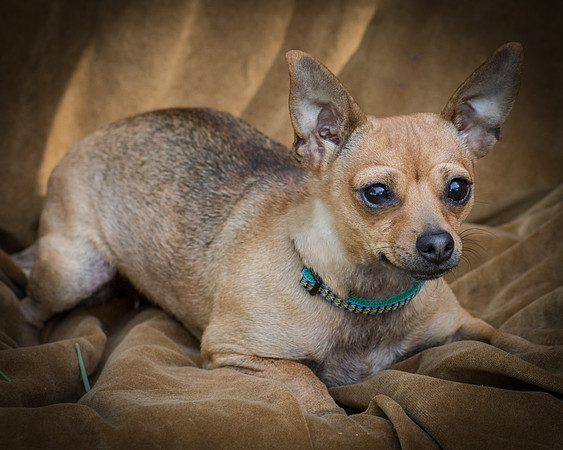 Foster Naomi-8867