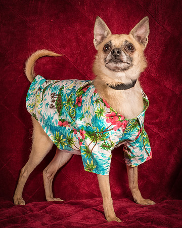 Foster Kiwi-8440