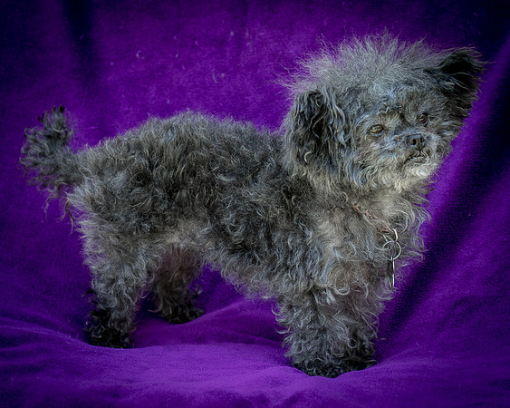 Foster Vivienne-9283