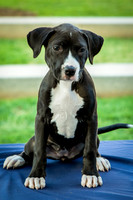 Foster Lola-9890