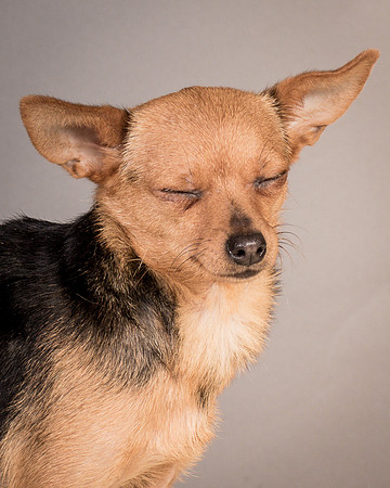 Foster Pixie-3485