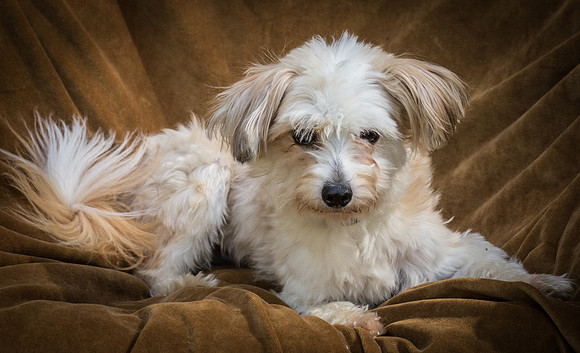 Foster Ricardo-8765