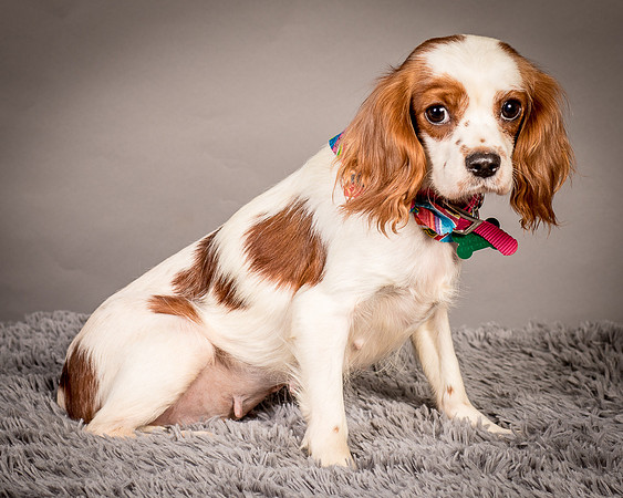 Foster josephina-3764