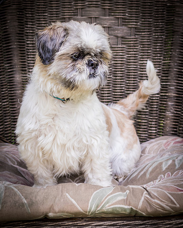 Foster Queenie-8333