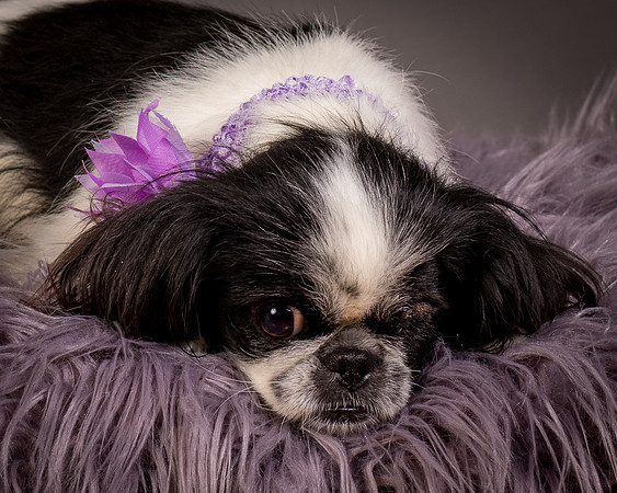 Foster Gypsy Rose-7914