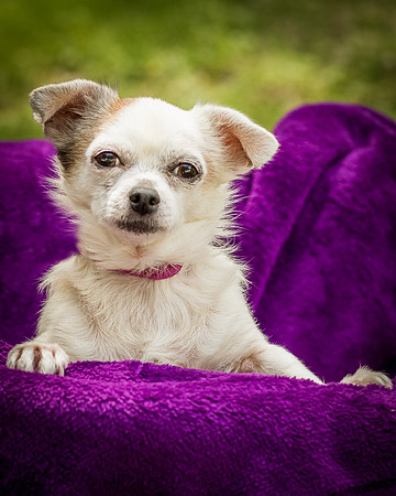 Foster Petey-8152