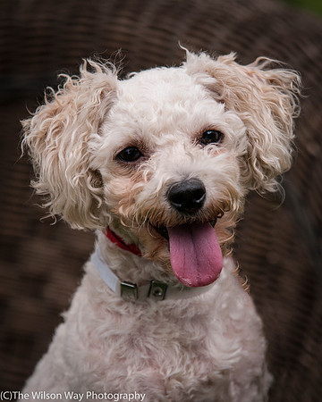 Foster Emmy Lou-3256