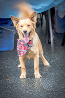 PuppyUp-0982