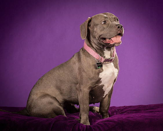 Daisy and Renegade-2556