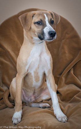 Foster Curly-8875