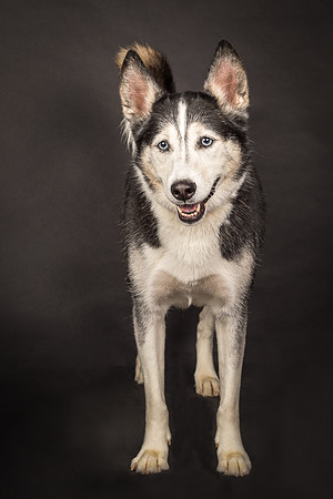 Bella-2427