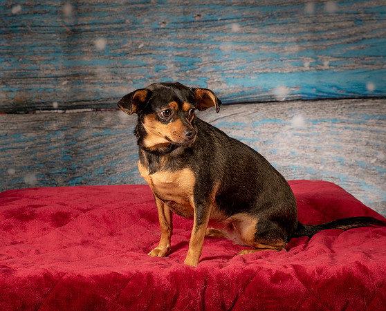 Foster Jolie-7164