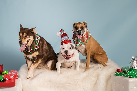 Dover-7954
