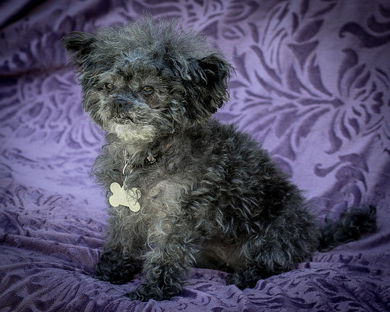 Foster Vivienne-9317