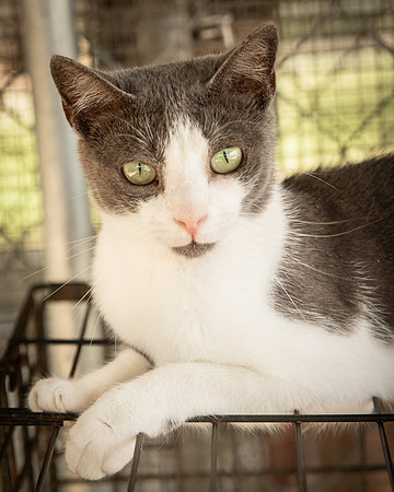 Darlington  Cats-9513