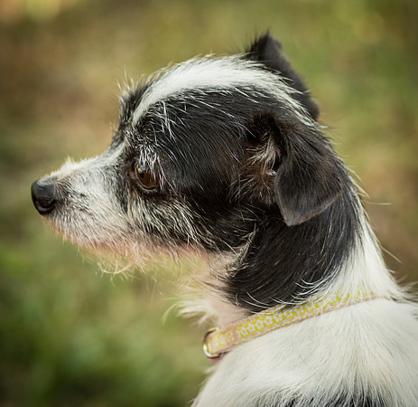 Foster Olive-7650