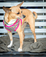 Foster Metta-9822