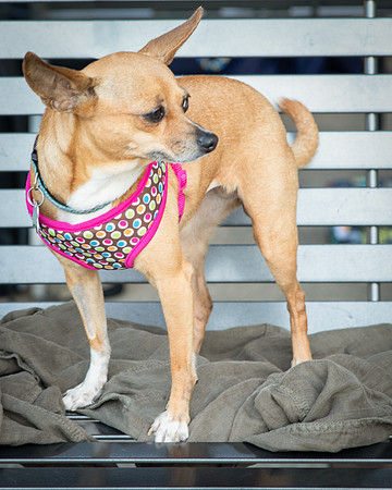 Foster Metta-9822