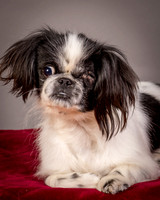 Foster Gypsy Rose-7721