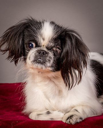 Foster Gypsy Rose-7721