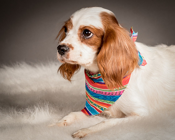 Foster josephina-4068