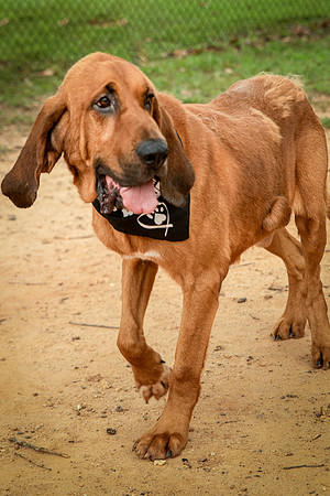 Roscoe-0526