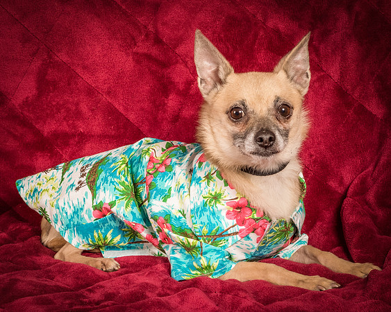 Foster Kiwi-8575