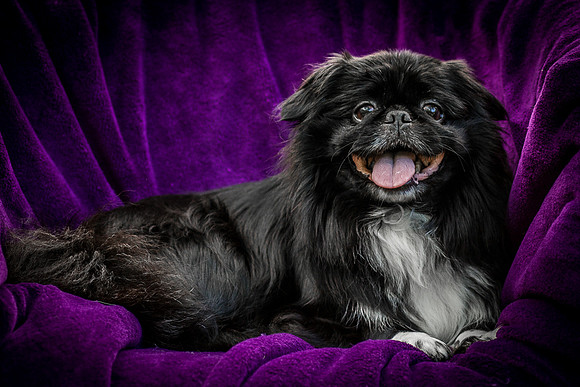 Foster Prince-0991