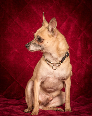 Foster Kiwi-8295