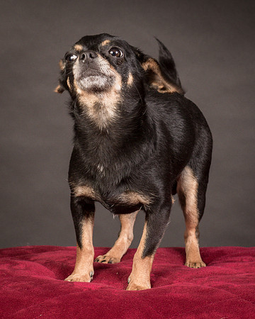 Foster Pansy-9515