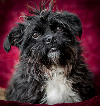 Foster Lady Elaine-8601