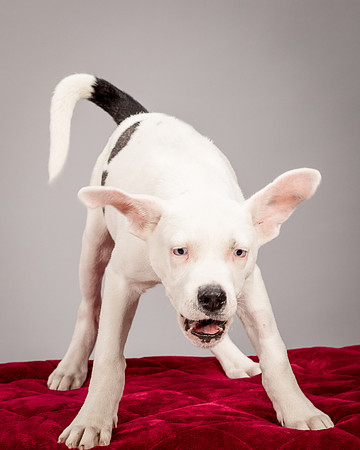 Foster Alvin-4742