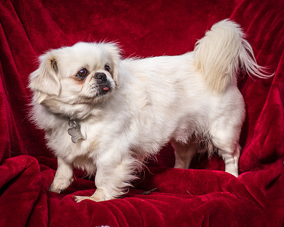Foster Yuki-2733