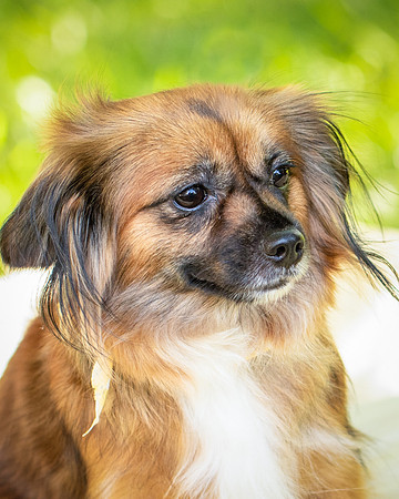 Foster Petunia-9248