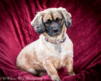 Foster Trudy-50